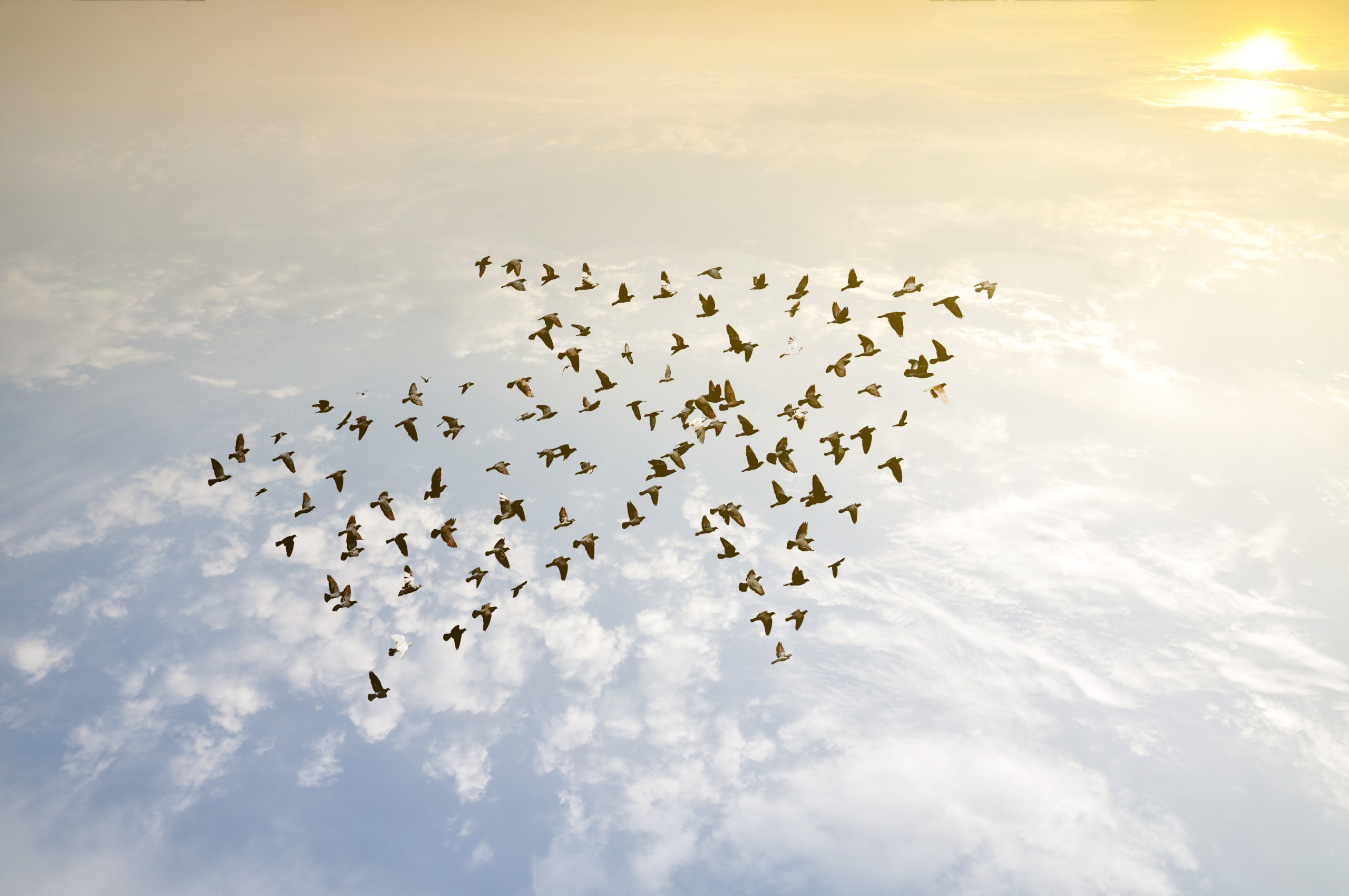 This is an image of birds flying north as a team (team planning workshop)